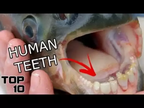 Video: Top 10 Animals With INSANE Teeth